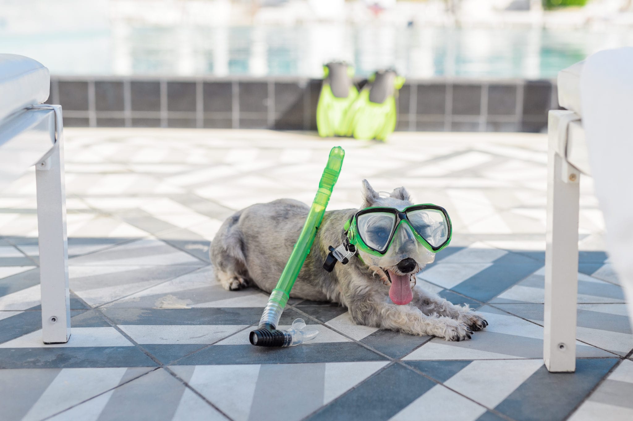 Terrier wearing scuba goggles posing for camera next to snorkel