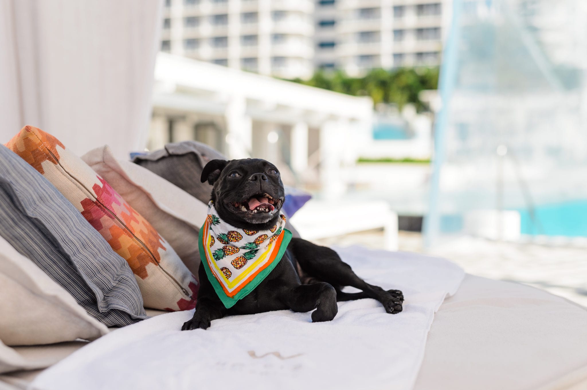 W Hotel Pug dog with bandana