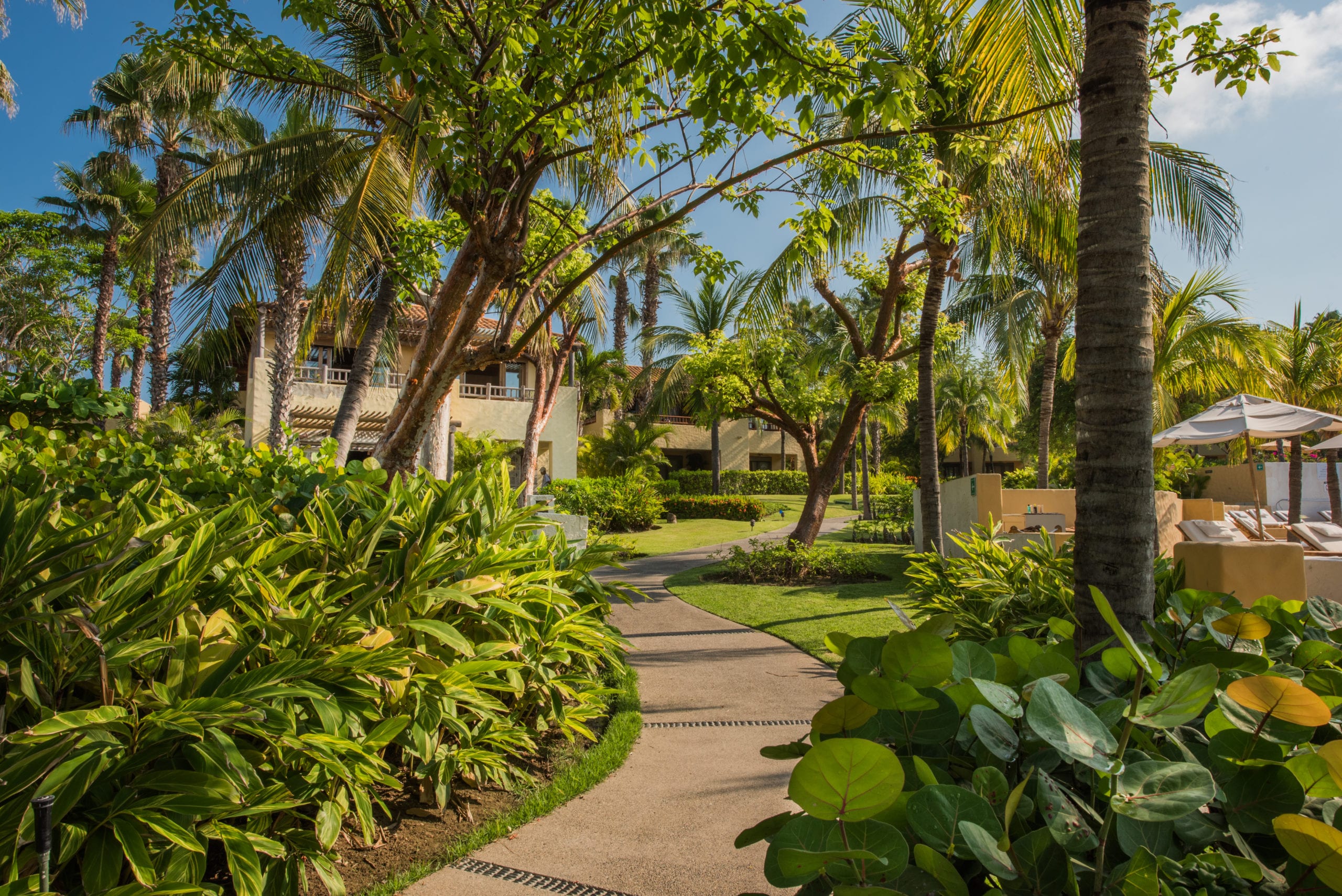 IU St Regis Walkway with green foliage, trees and palm trees