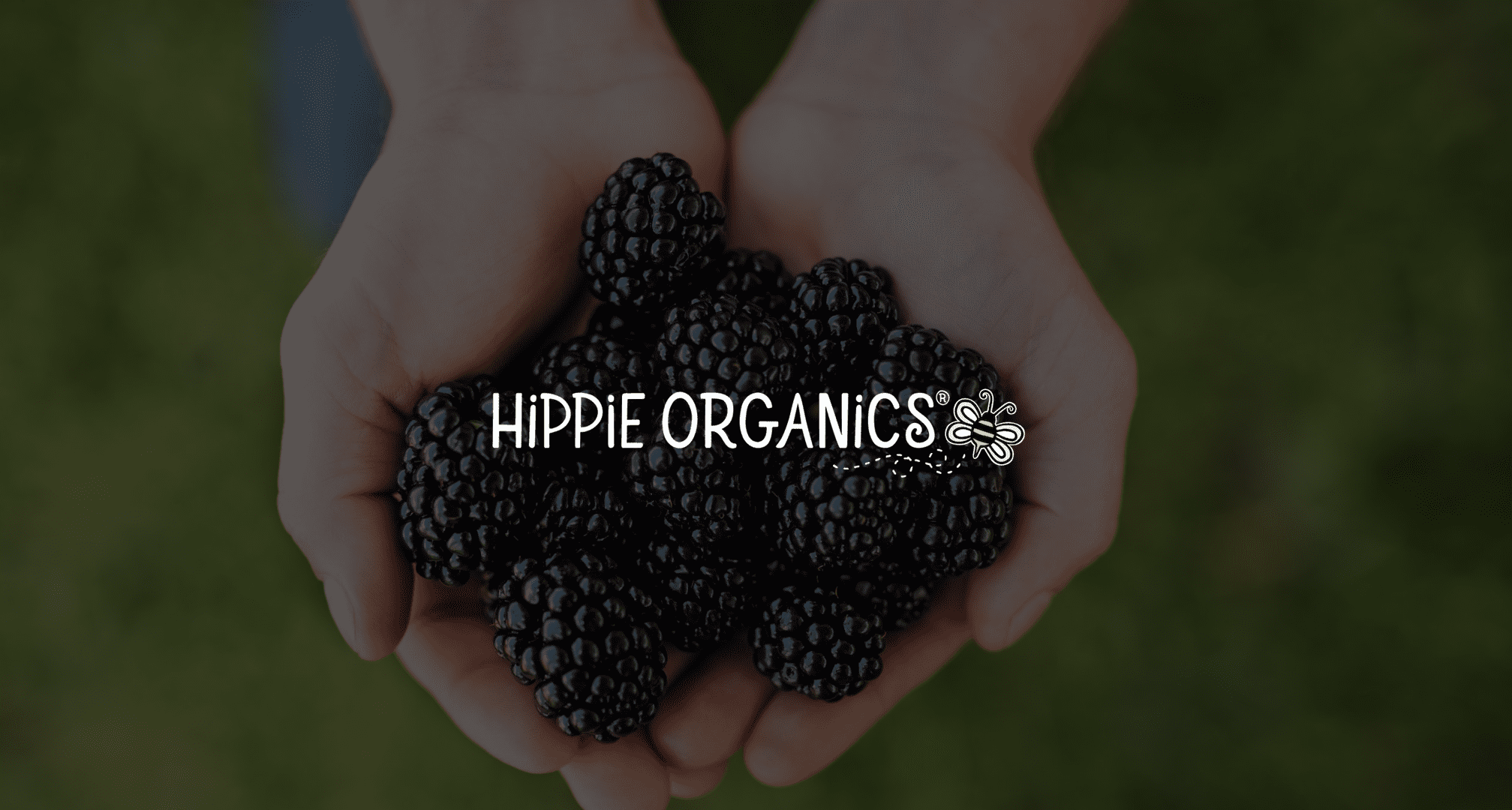 IU C&I Studios Page White Hippie Organics logo with a bee graphic with background closeup of handful of blackberries on display
