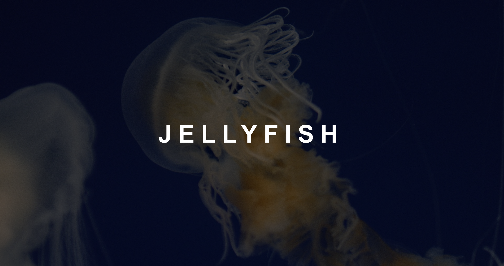 IU C&I Studios Page White Jellyfish title with background of jellyfish Short Film