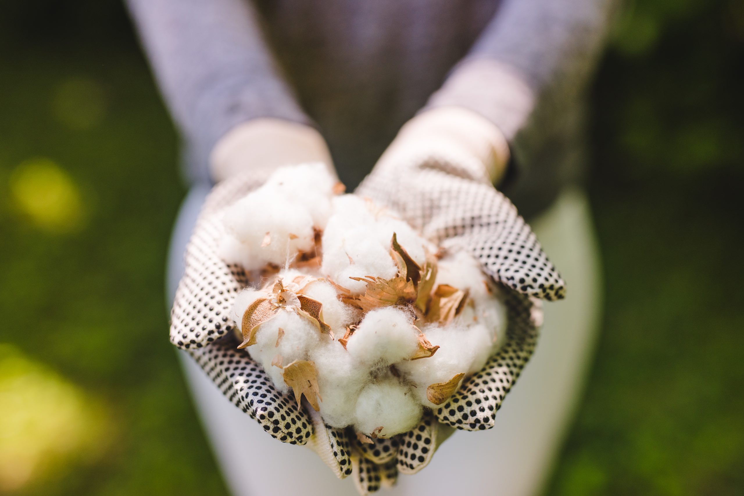 Person holding picked balls of cotton in white gloves with black dots
