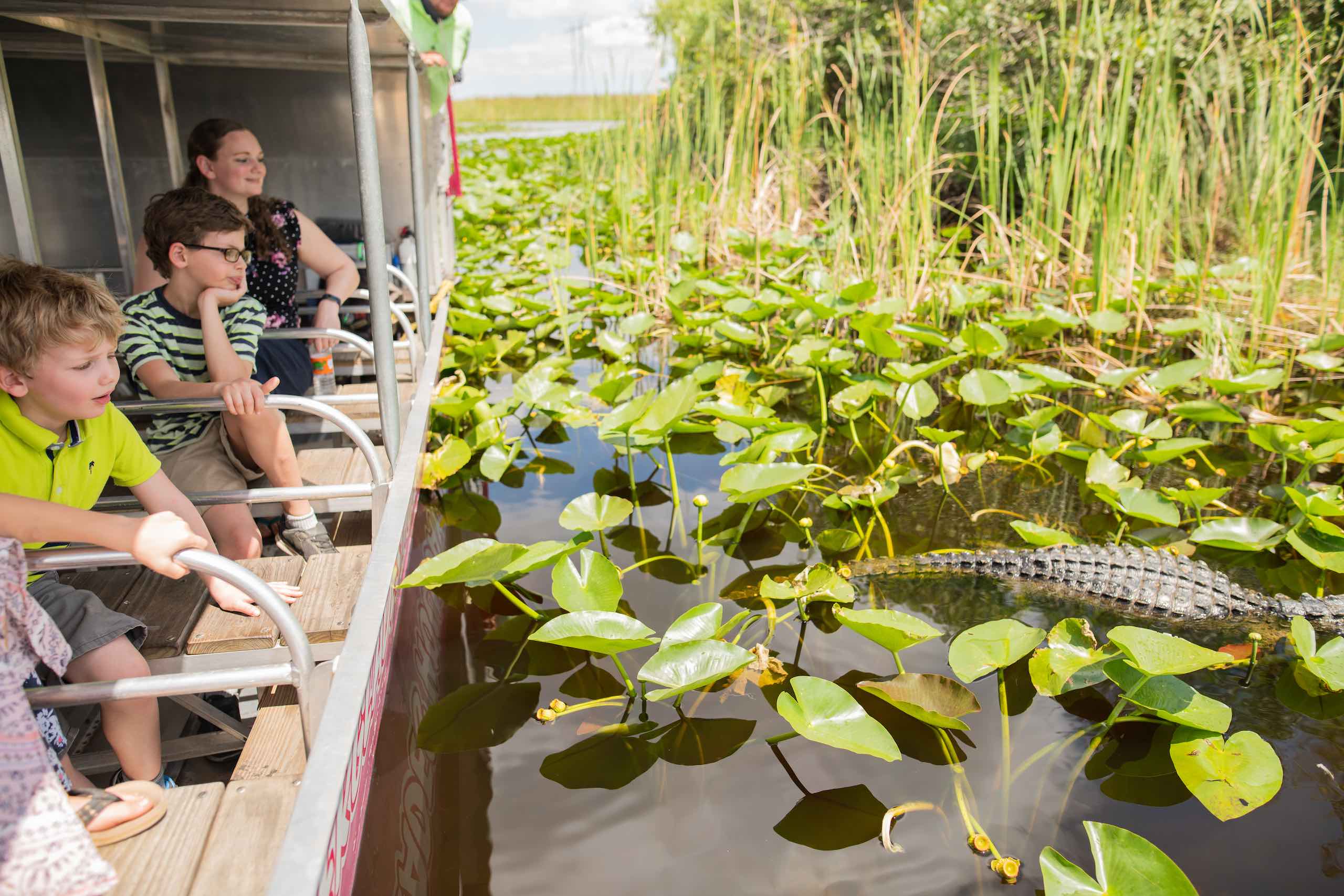 Everglades Holiday Park Two boys and a girl on an airboat looking at an alligator in the water amongst lilypads