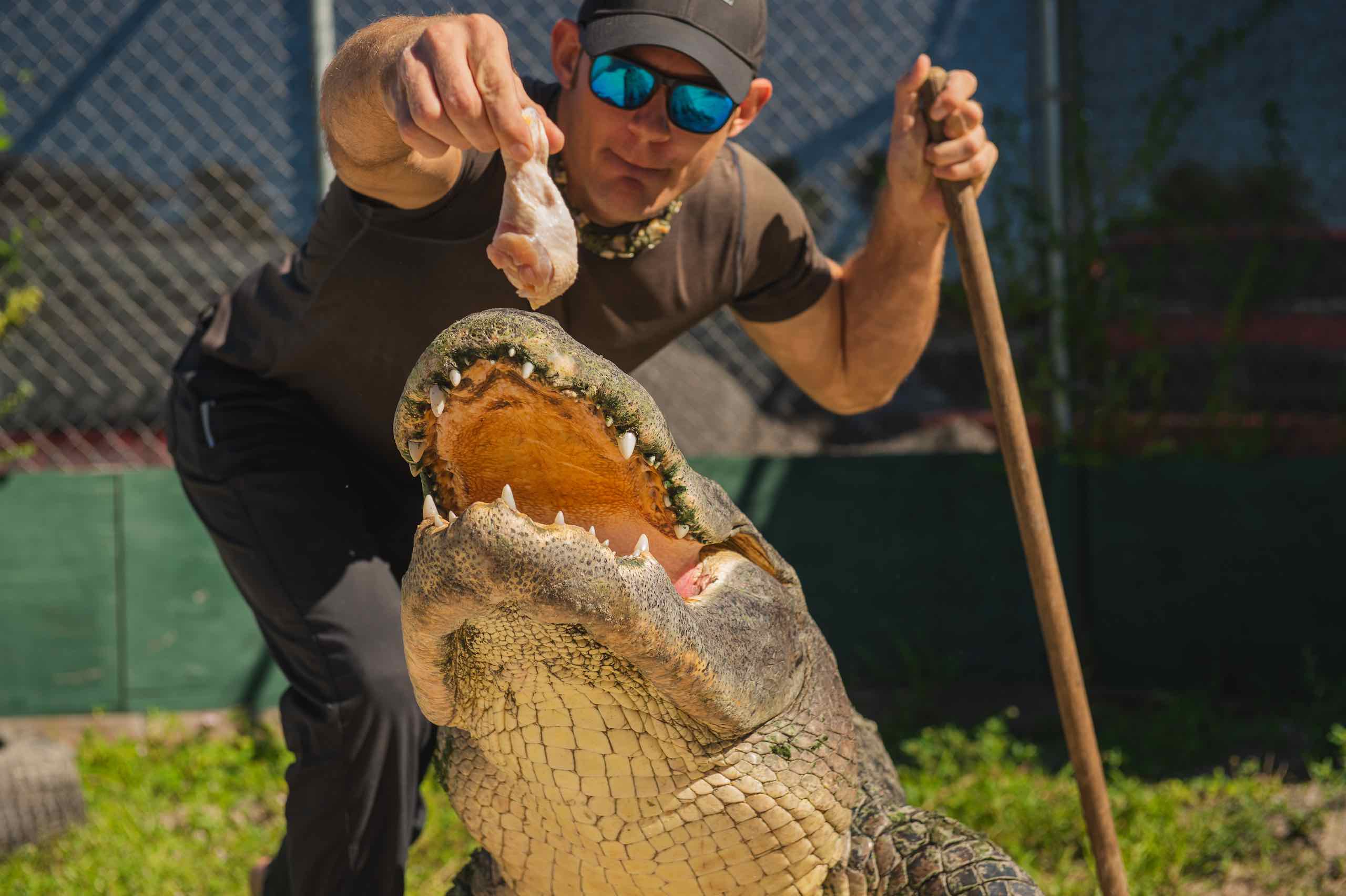 Everglades Holiday Park Man wearing a black cap holding a stick feeding a raw chicken drumstick to an alligator from behind