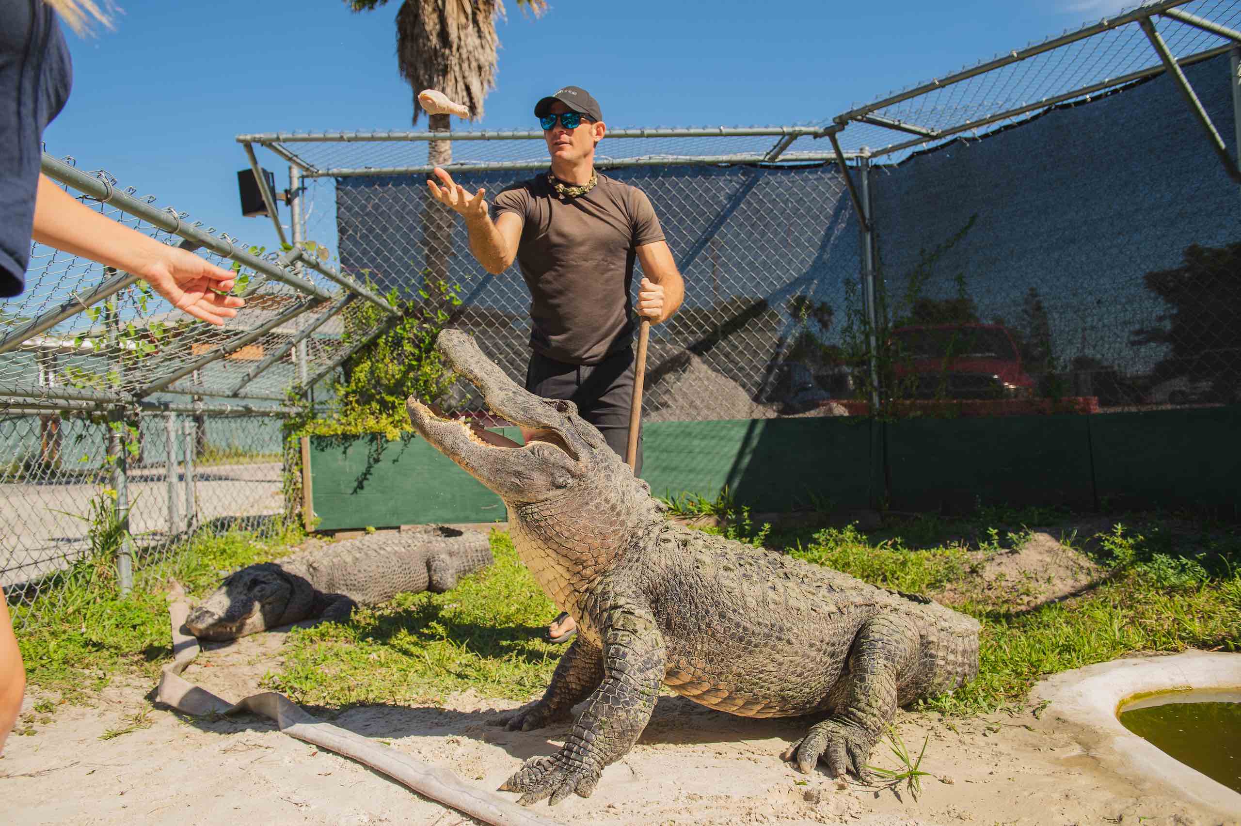 Everglades Holiday Park Woman tossing chicken drumstick to man while alligator looks on