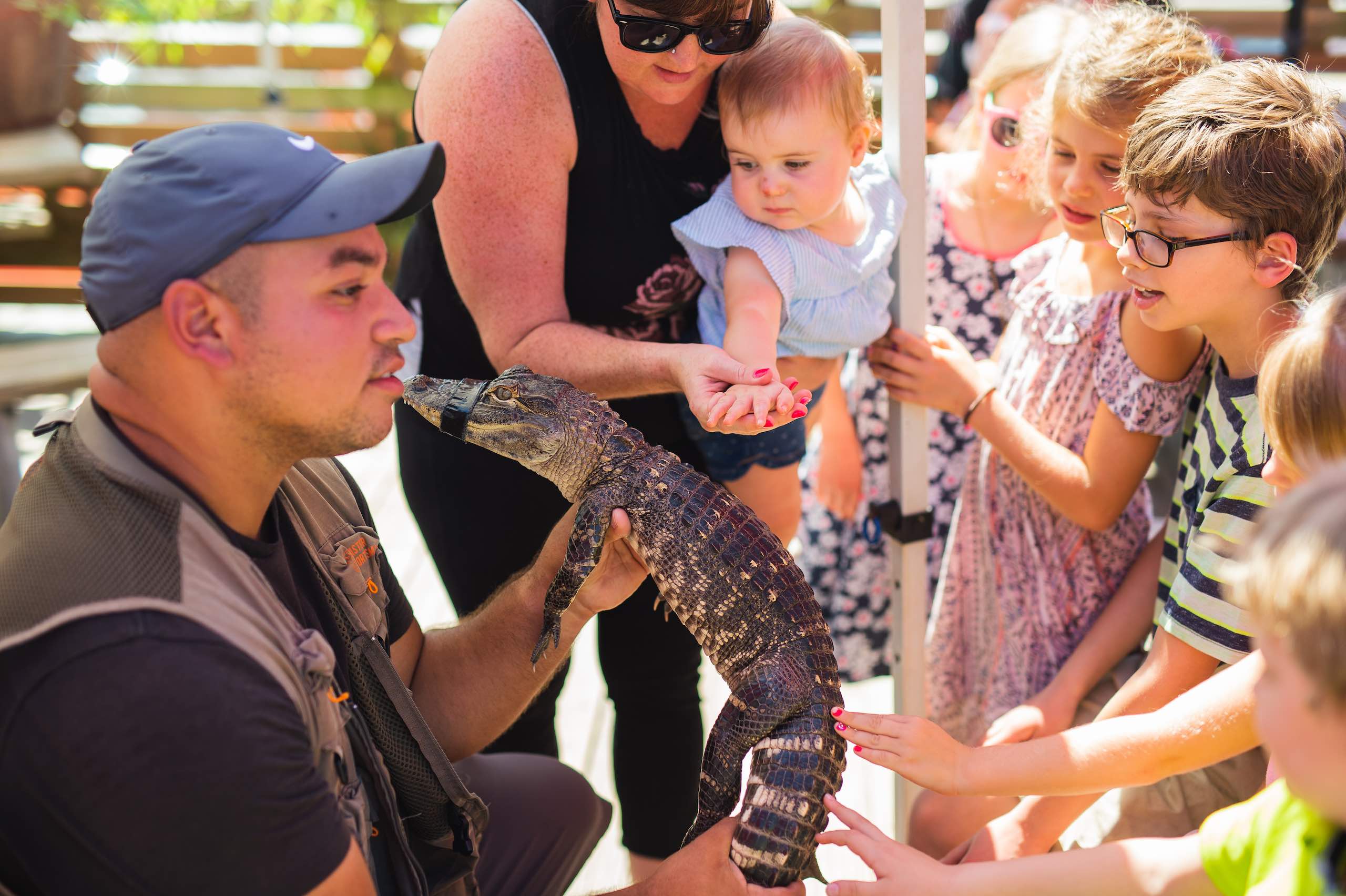 Everglades Holiday Park Social Media Marketing with man wearing blue cap holding small alligator showing it to children