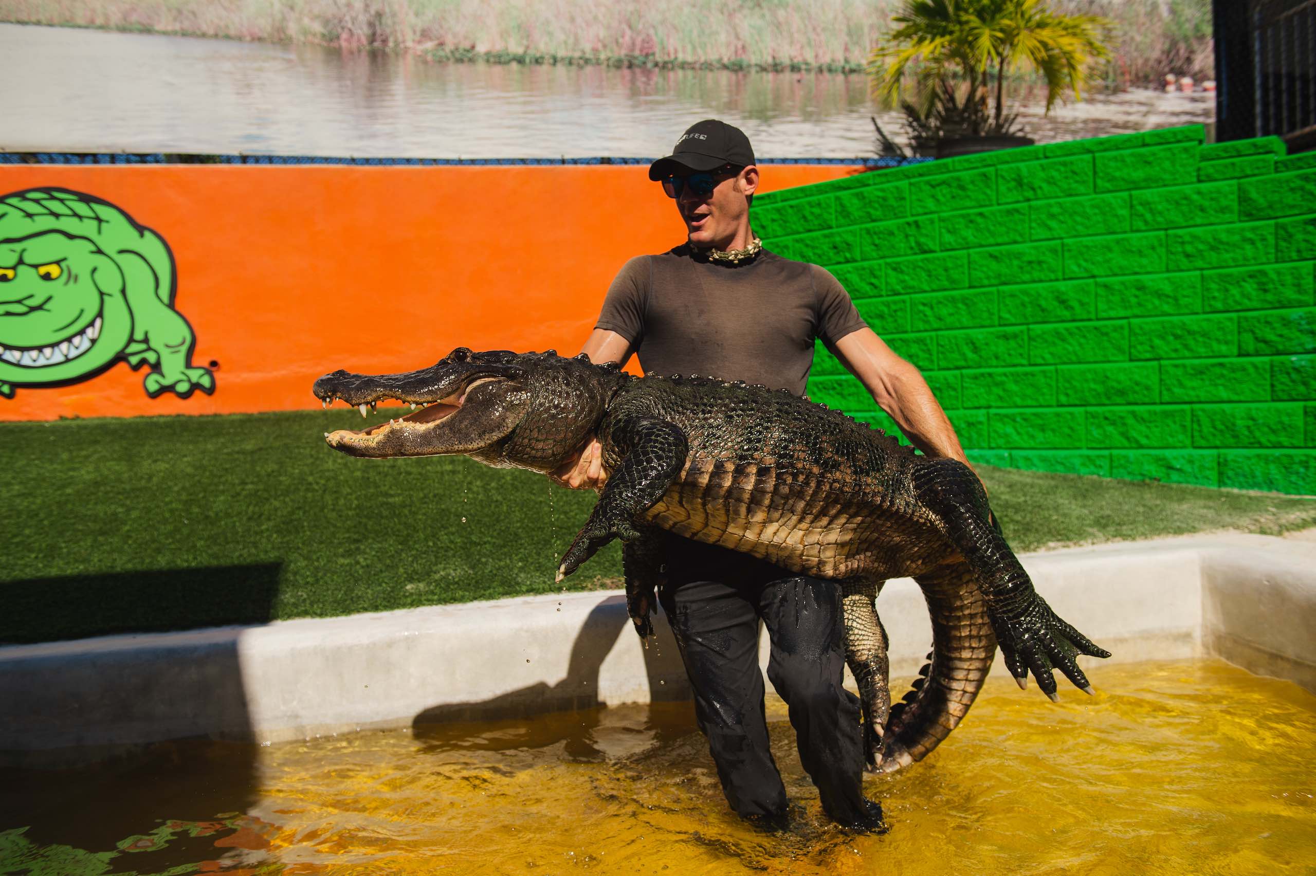 Everglades Holiday Park Man wearing black cap and shades standing in water holding an alligator