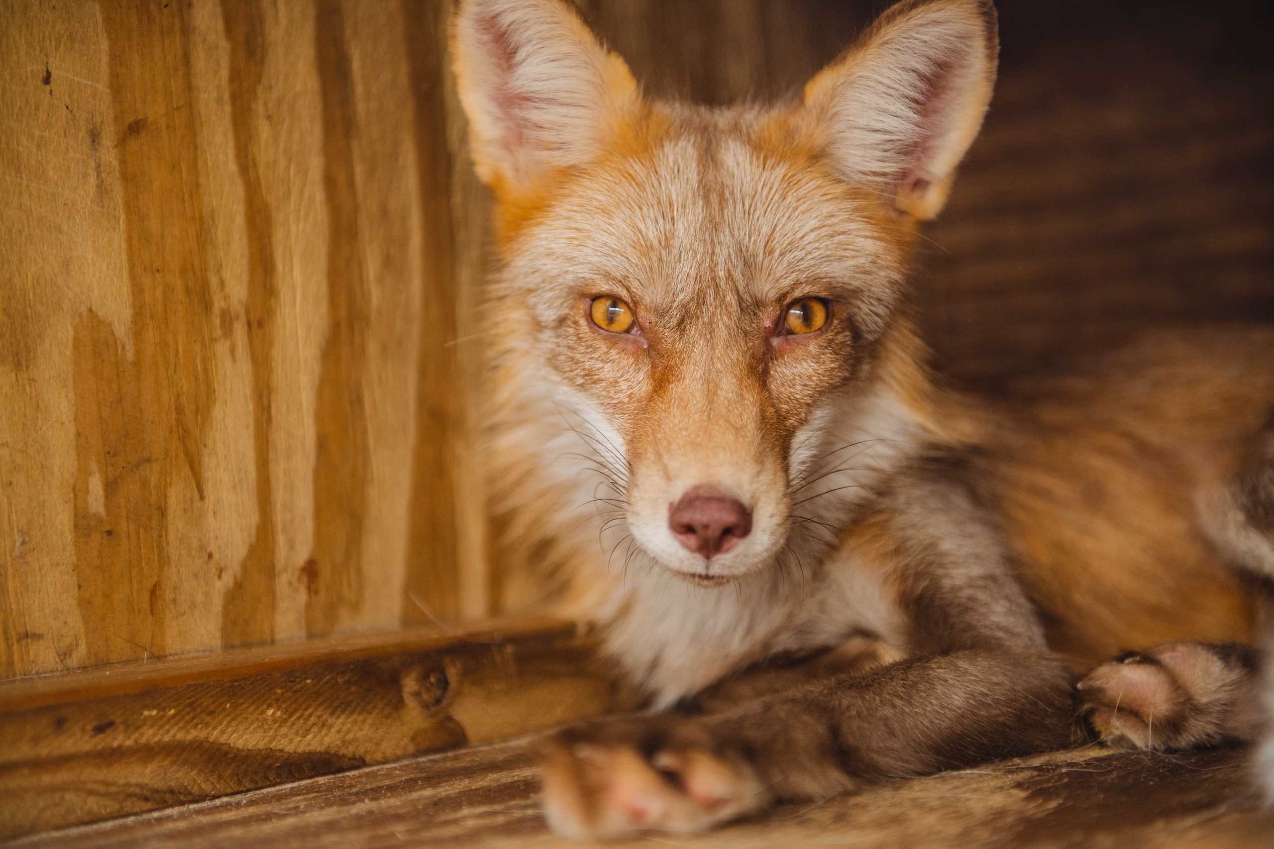 Everglades Holiday Park Closeup of an orange fox animal