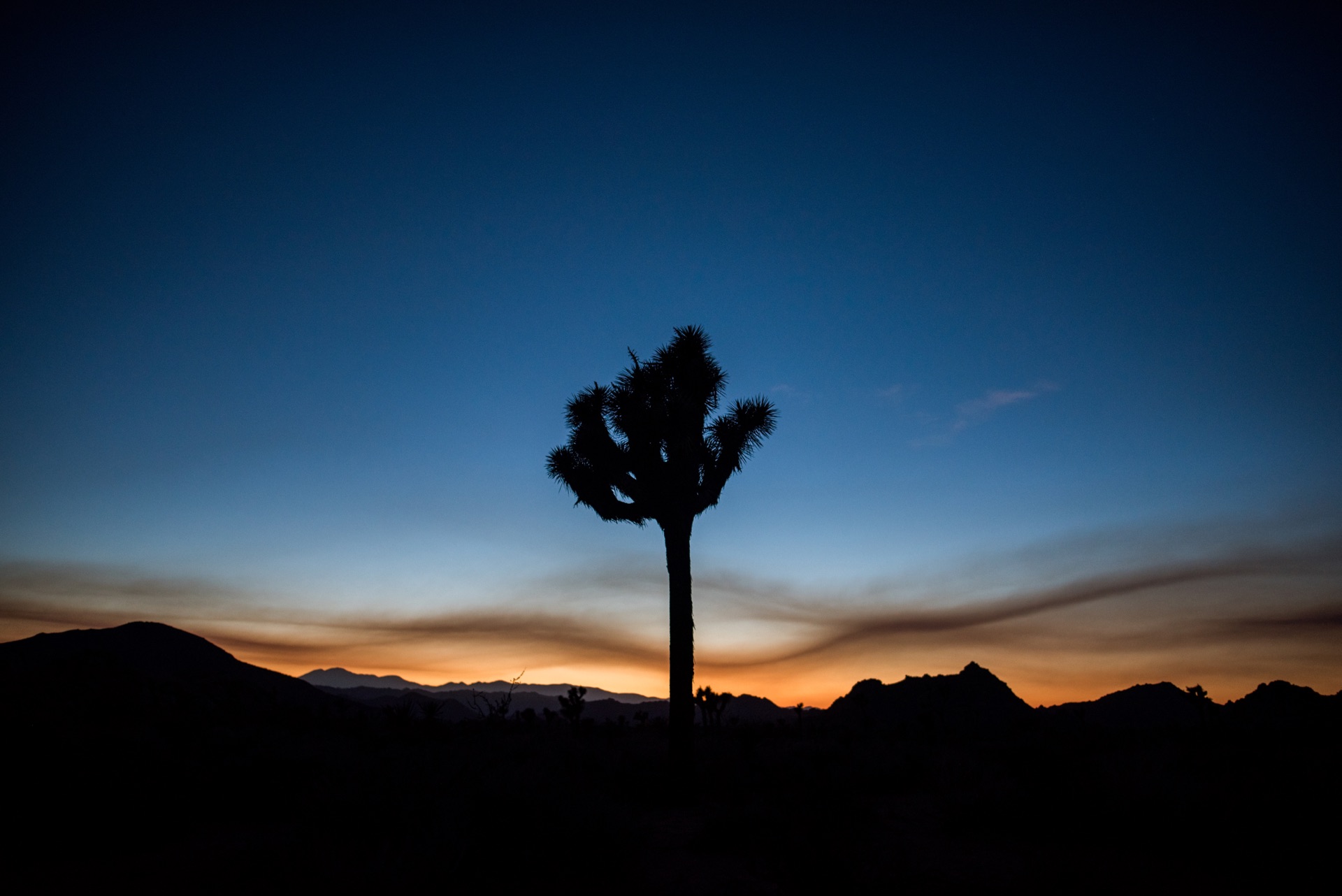 Silhouette of palm tree at sunset with mountains in the background